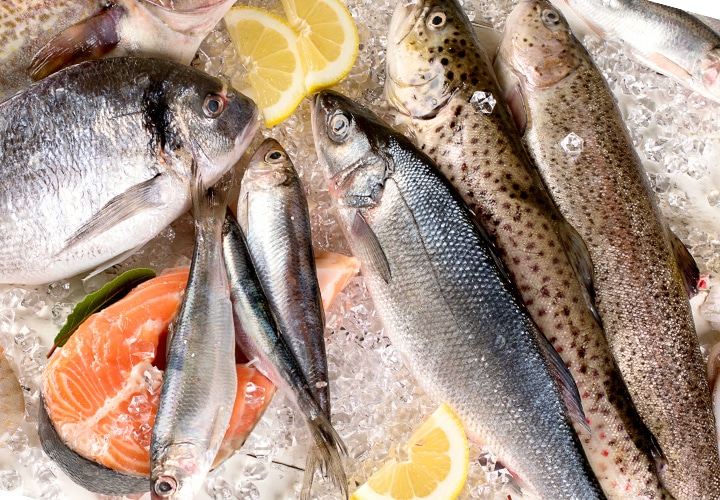 漁師直送・旬の鮮魚へのこだわりその時季においしい魚を、産地から新鮮なまま。